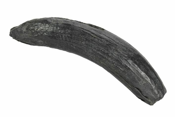 Fossil Pygmy Sperm Whale (Kogiopsis) Tooth - South Carolina #247940